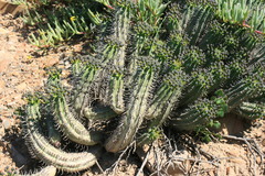 Euphorbia nesemannii