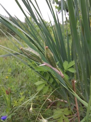 Iris lactea biglumis
