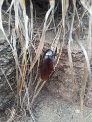 Periplaneta fuliginosa