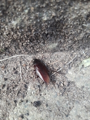 Periplaneta fuliginosa
