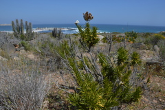 Heliotropium stenophyllum