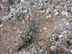 Helianthemum asperum