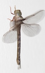 Gynacantha vesiculata