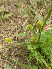 Cyperus retrorsus