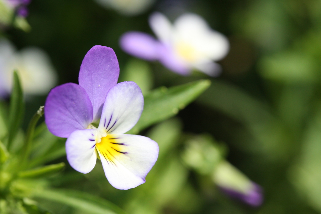 Fotos de Violeta Persa (Viola tricolor) · iNaturalist Panamá