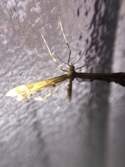 Anstenoptilia marmarodactyla