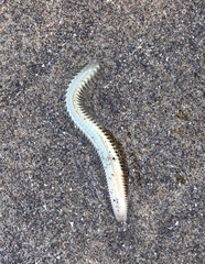 Phyllodocida