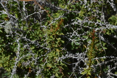 Berberis glomerata