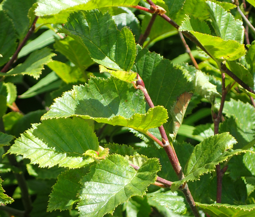 Alnus alnobetula, photograph 4