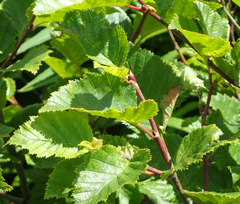 Alnus alnobetula, photograph Connie Taylor, CC BY, iNaturalist via GBIF