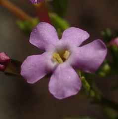 Sutera foetida