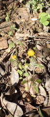 Hemimeris gracilis