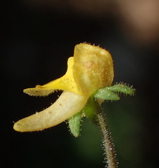 Hemimeris gracilis