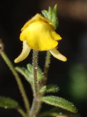 Hemimeris gracilis