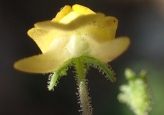 Hemimeris gracilis
