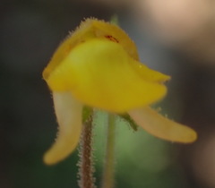 Hemimeris gracilis
