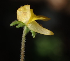Hemimeris gracilis