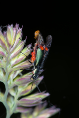 Malachius australis