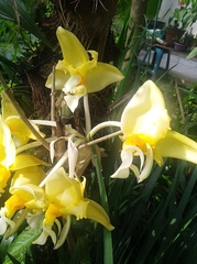 Stanhopea graveolens