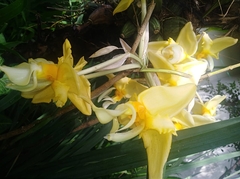 Stanhopea graveolens