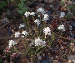 Pseudoselago prostrata
