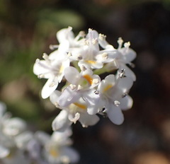 Pseudoselago prostrata