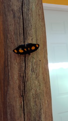 Catonephele numilia esite