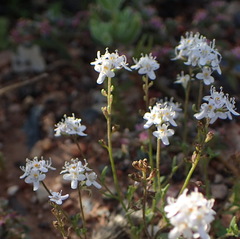 Pseudoselago prostrata