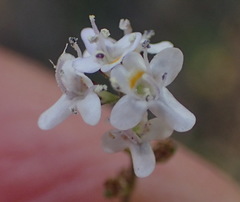 Pseudoselago prostrata