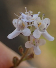 Pseudoselago prostrata