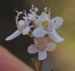 Pseudoselago prostrata