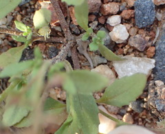 Pseudoselago prostrata