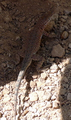 Uta stansburiana uniformis