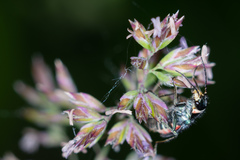 Malachius australis