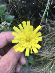 Hieracium amplexicaule