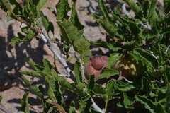 Bridgesia incisifolia