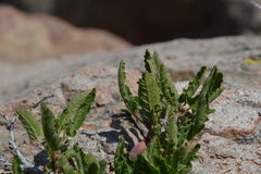 Bridgesia incisifolia
