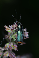 Malachius australis