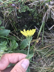 Hieracium amplexicaule