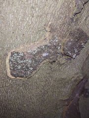 Corythucha ciliata
