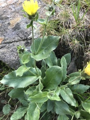 Hieracium amplexicaule