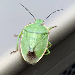 Chlorochroa persimilis