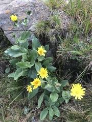 Hieracium amplexicaule