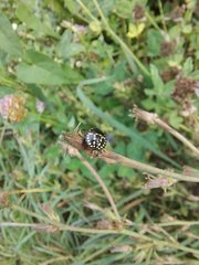 Nezara viridula