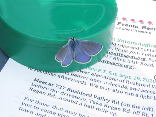 Polyommatus icarus