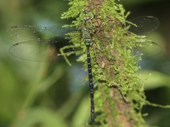 Heliaeschna trinervulata