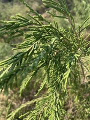 Passerina rigida