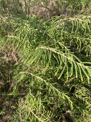 Passerina rigida