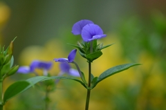 Achetaria azurea