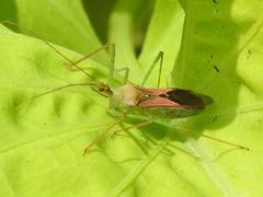 Zelus renardii